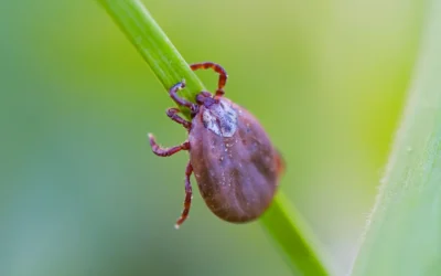 Onze manier van behandelen bij de ziekte van Lyme